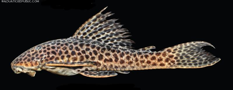 Hypostomus jaguar