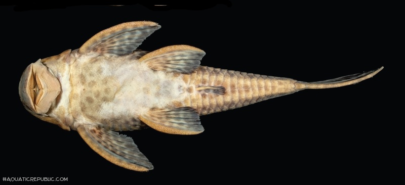 Hypostomus jaguar