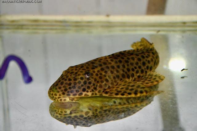 Hypostomus jaguar