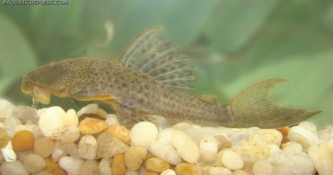 Hypostomus johnii