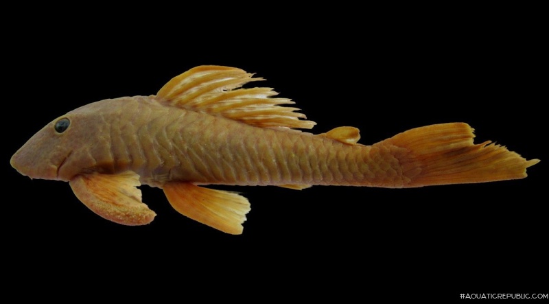 Hypostomus johnii