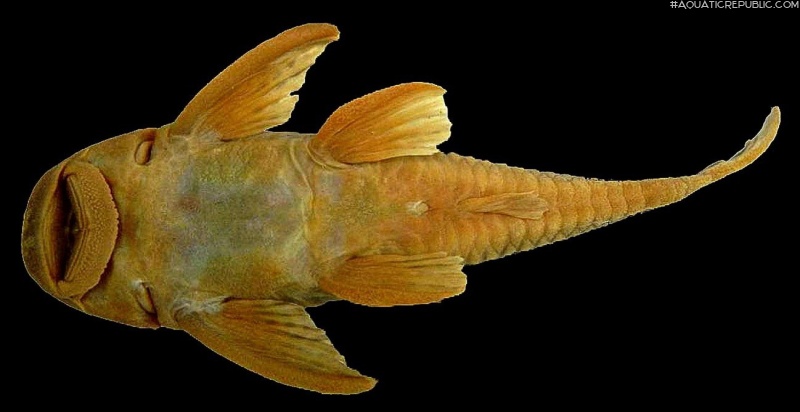 Hypostomus johnii