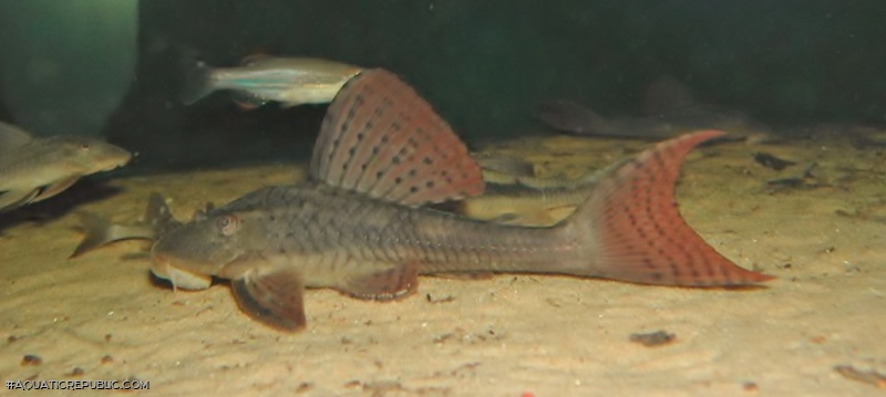 Hypostomus khimaera