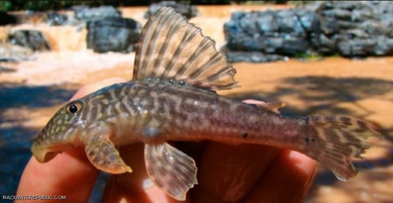 Hypostomus krishnamurtii