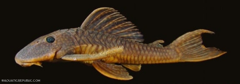 Hypostomus krishnamurtii