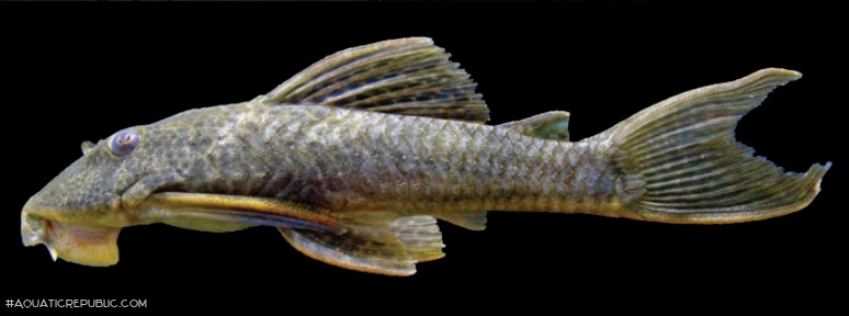 Hypostomus kuarup