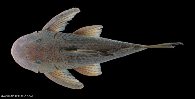 Hypostomus kuarup