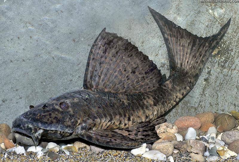 Hypostomus latifrons