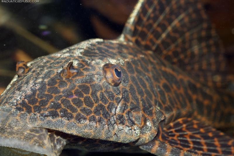 Hypostomus latifrons