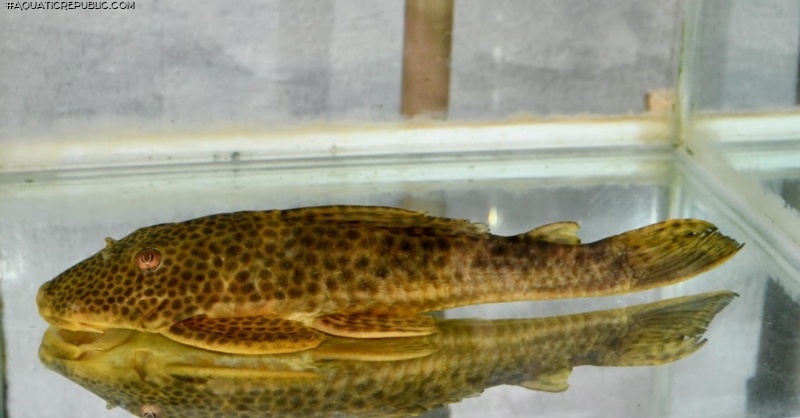 Hypostomus lima