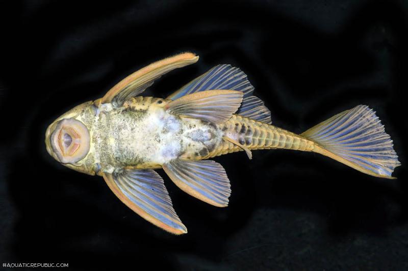 Hypostomus luteus