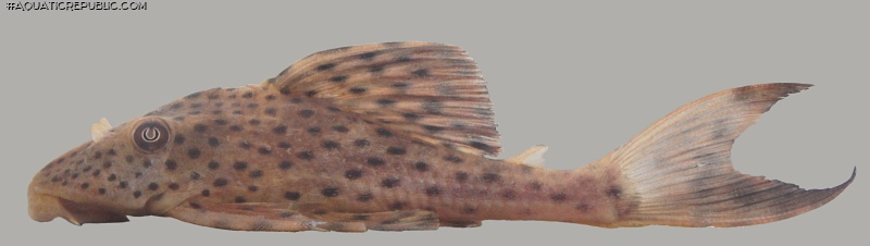 Hypostomus macushi