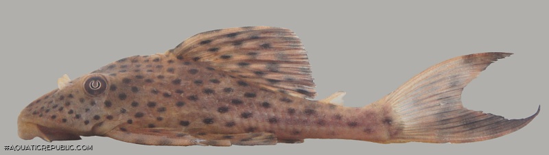 Hypostomus macushi