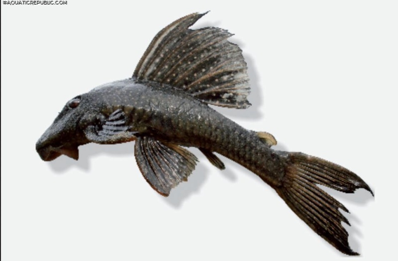 Hypostomus margaritifer