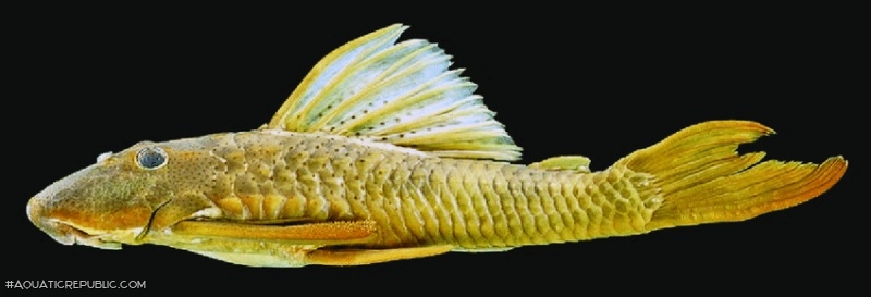 Hypostomus melanephelis