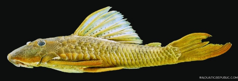 Hypostomus melanephelis