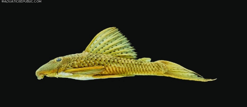 Hypostomus melanephelis