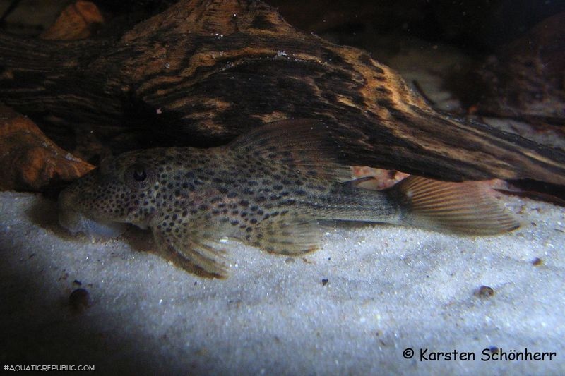 Hypostomus micromaculatus