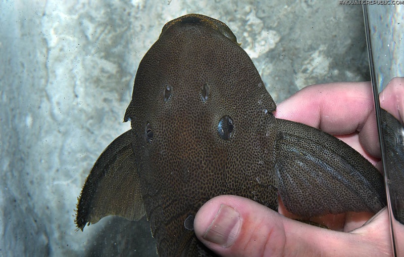 Hypostomus micromaculatus