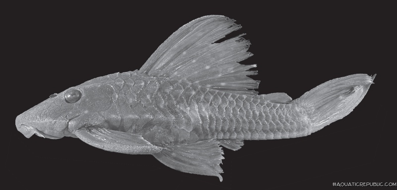 Hypostomus multidens