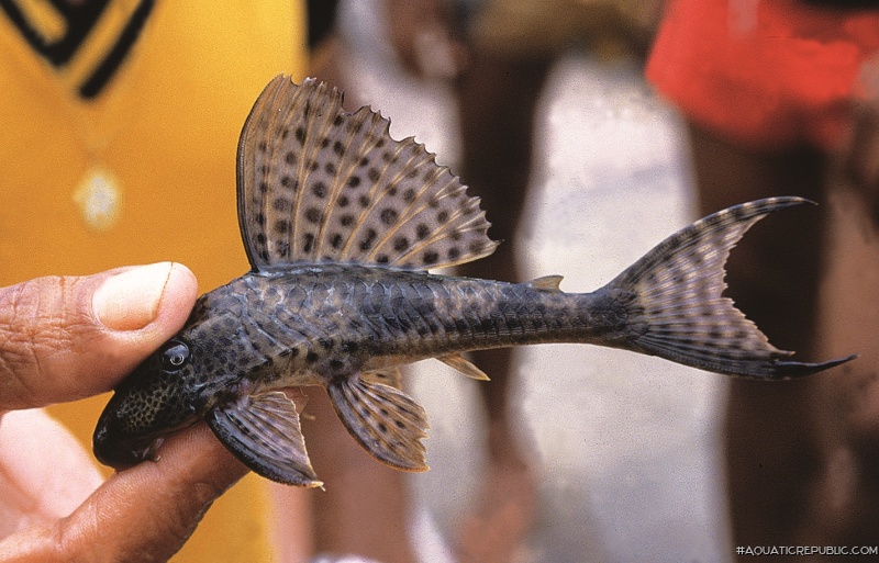 Hypostomus nematopterus