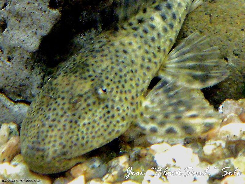 Hypostomus paranensis