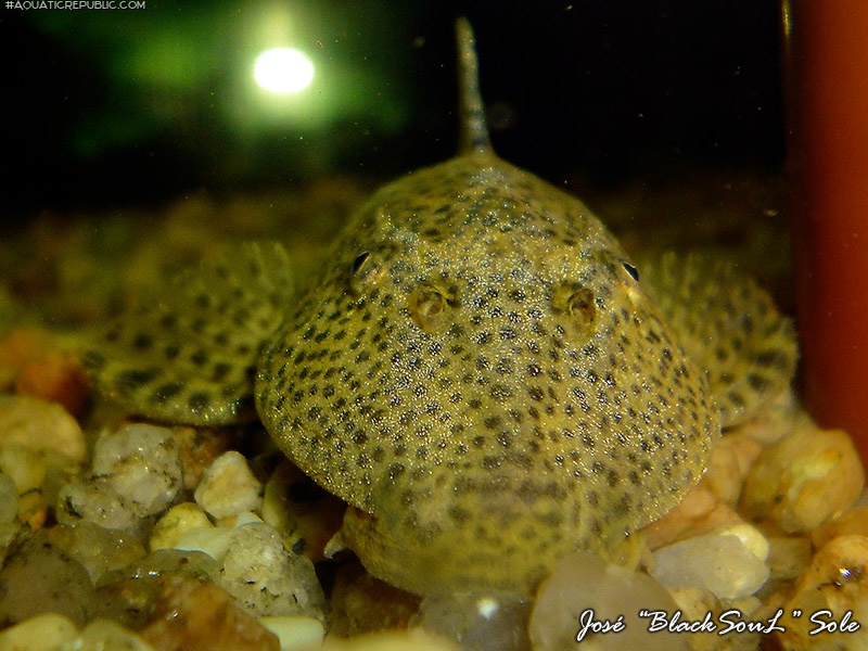 Hypostomus paranensis