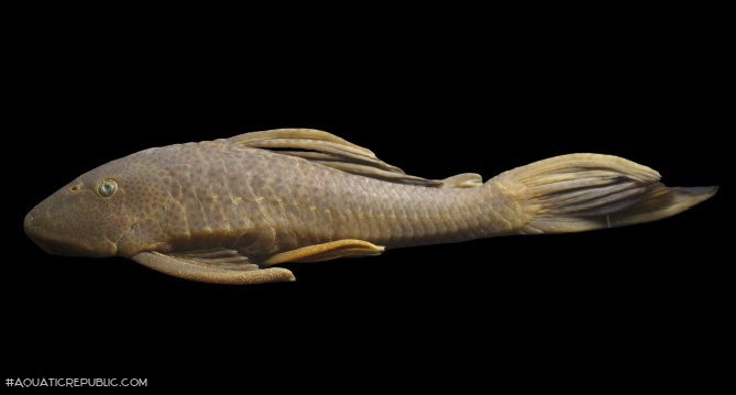 Hypostomus pusarum