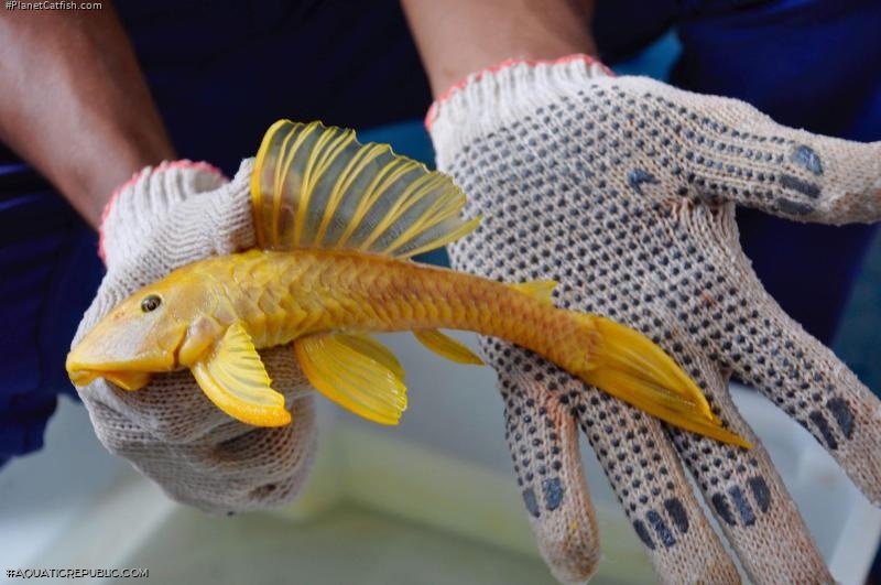 Hypostomus pusarum