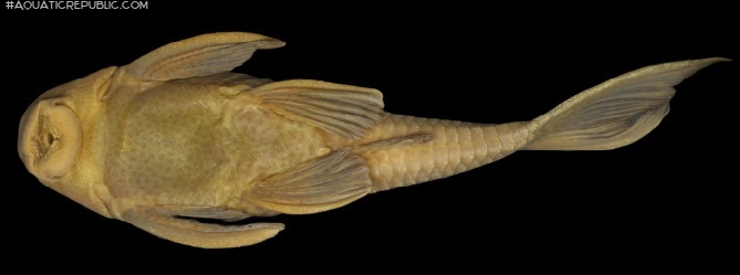 Hypostomus pusarum