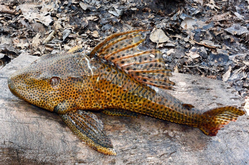 Hypostomus pyrineusi