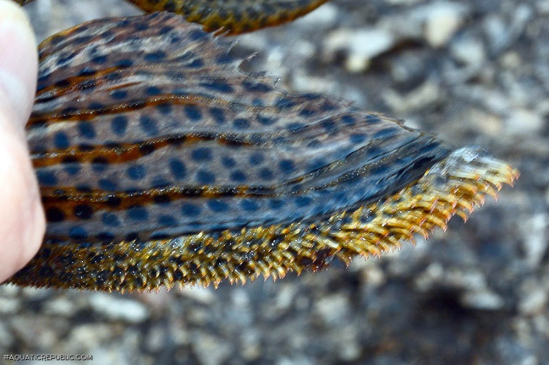 Hypostomus pyrineusi