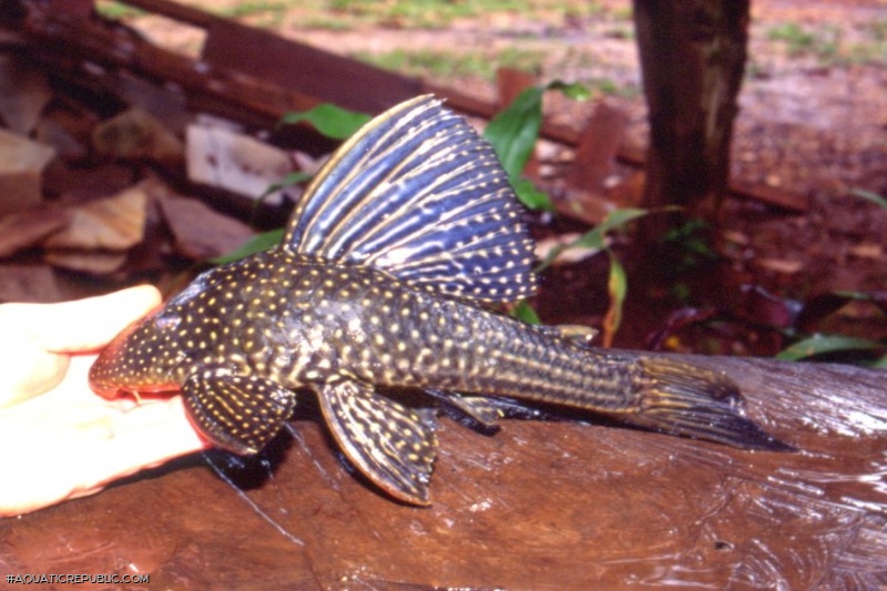 Hypostomus regani