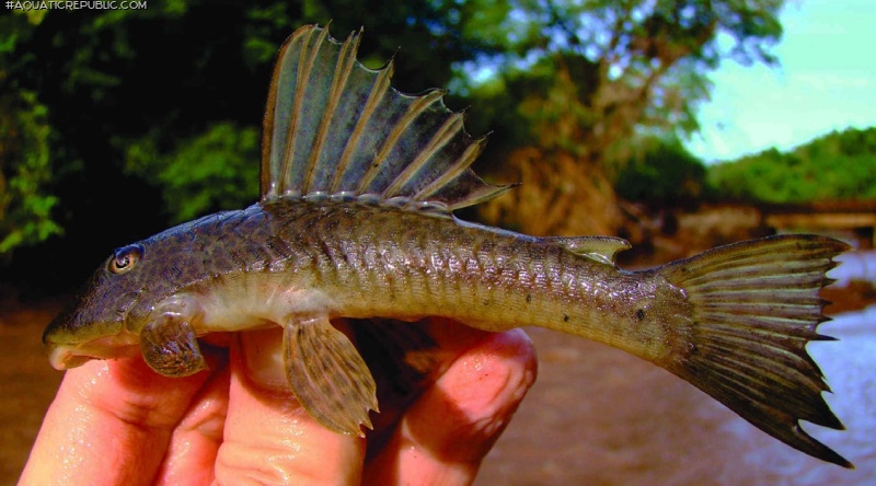 Hypostomus robertsoni