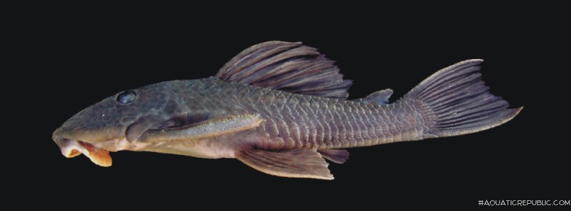 Hypostomus robertsoni