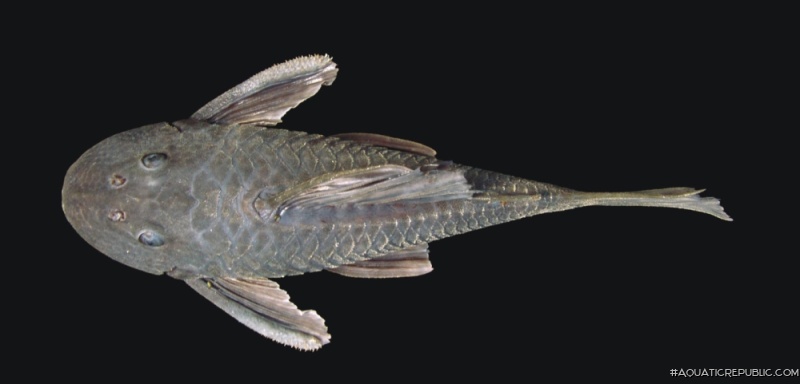 Hypostomus robertsoni