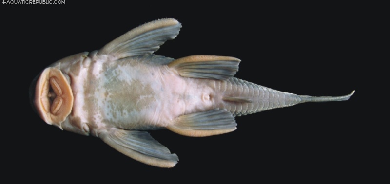 Hypostomus robertsoni