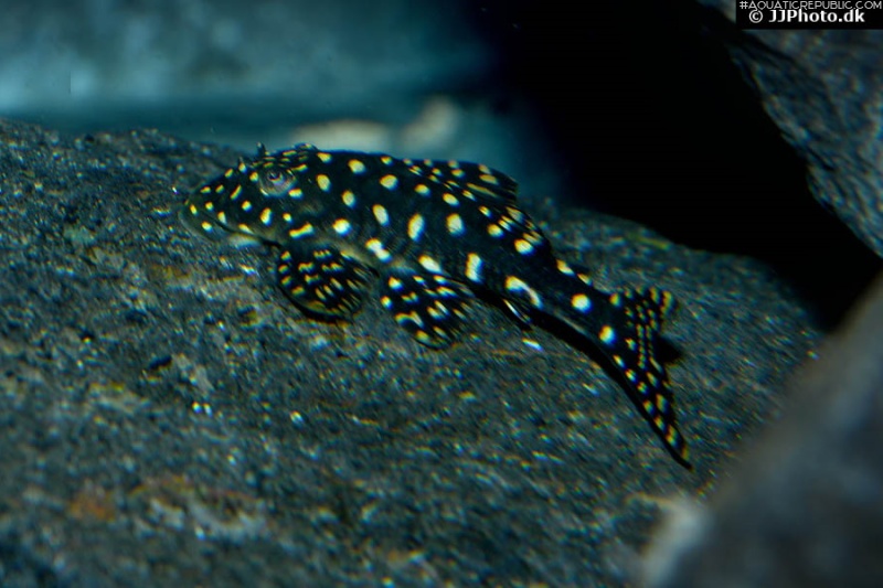 Hypostomus sertanejo