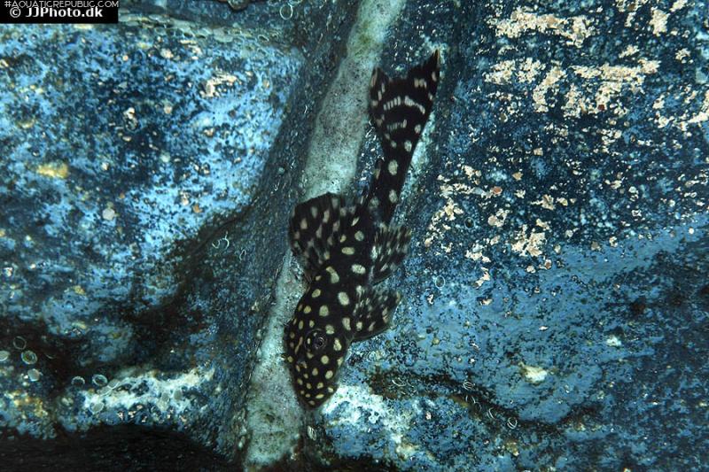 Hypostomus sertanejo