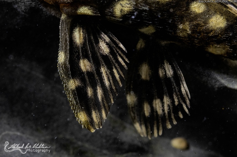 Hypostomus sertanejo