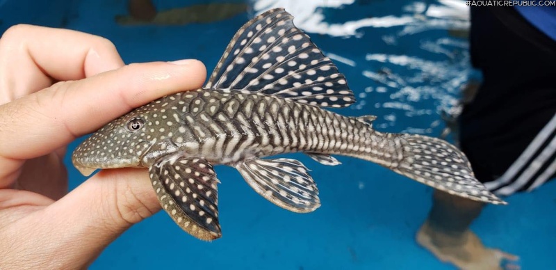 Hypostomus sertanejo