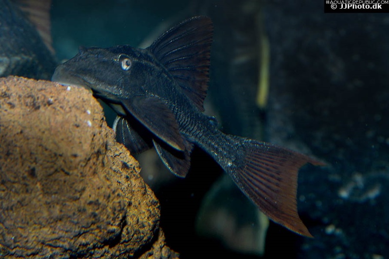 Hypostomus soniae