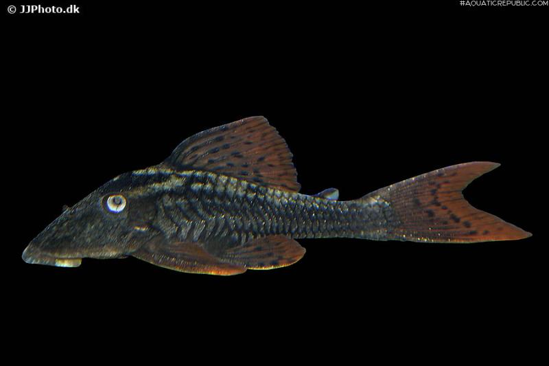 Hypostomus soniae