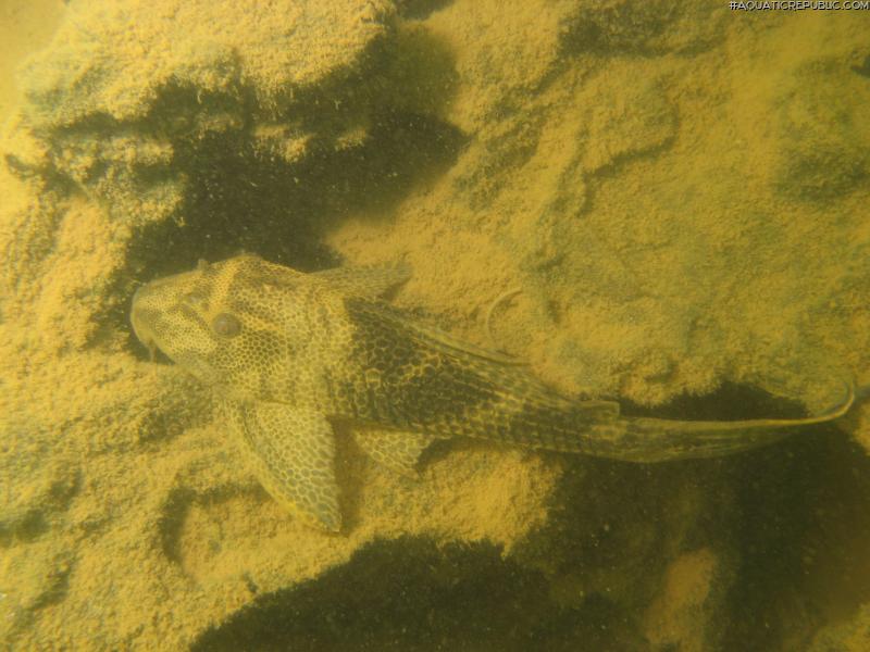 Hypostomus sp. (L087)