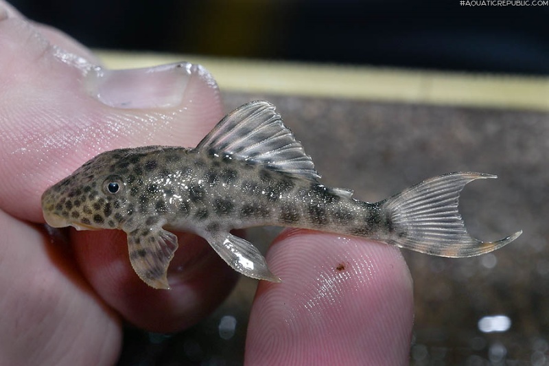 Hypostomus sp. (L346)