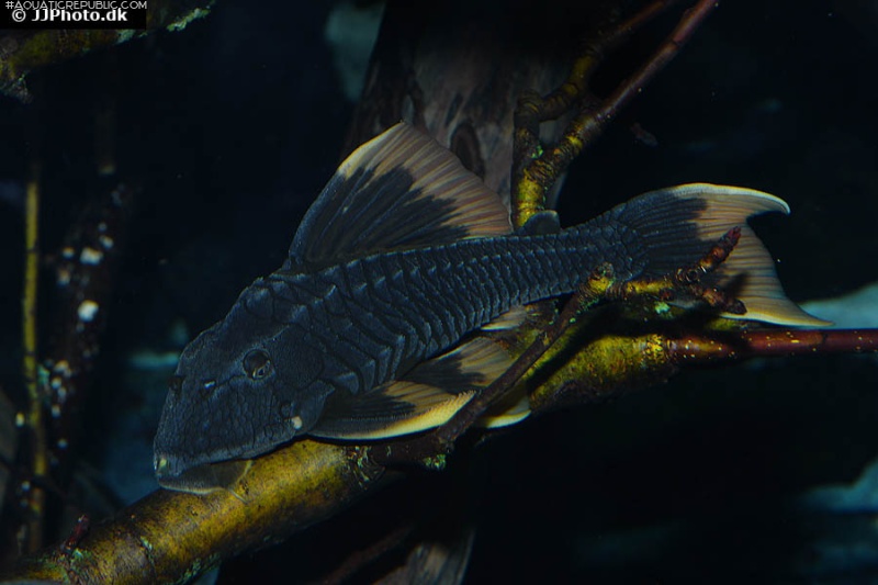 Hypostomus sp. (L360)