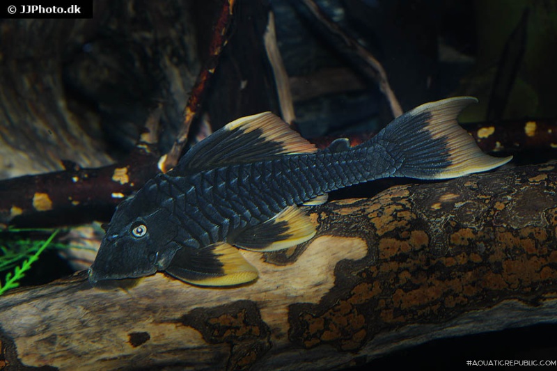 Hypostomus sp. (L360)