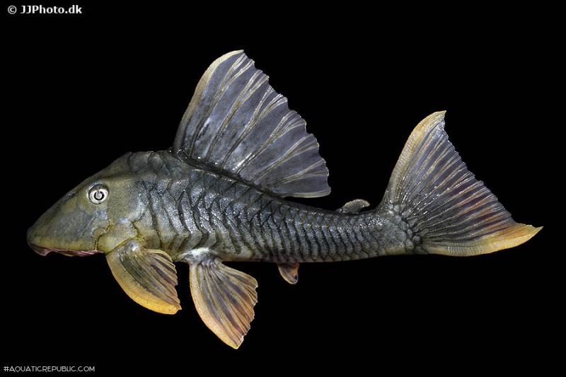 Hypostomus sp. (L360)