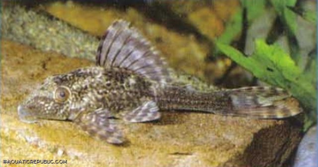 Hypostomus sp. (L367)