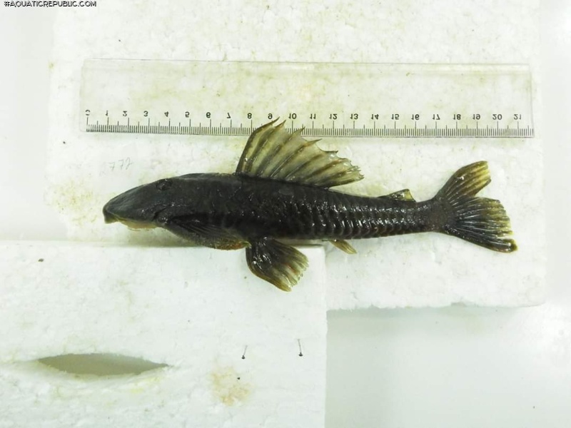 Hypostomus strigaticeps